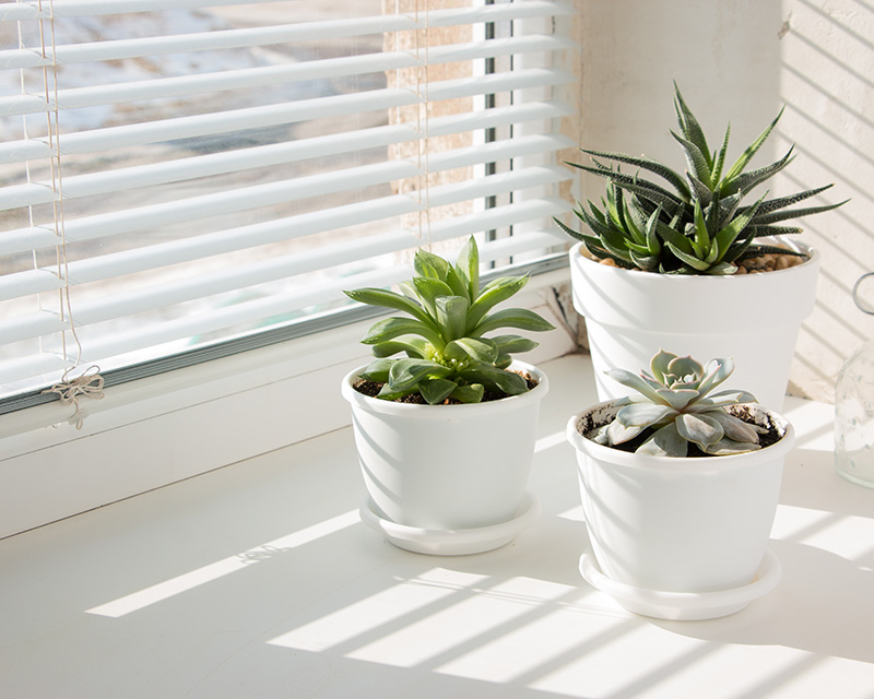 Three plants in front of a sunny window